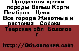 Продаются щенки породы Вельш Корги Пемброк › Цена ­ 40 000 - Все города Животные и растения » Собаки   . Тверская обл.,Бологое г.